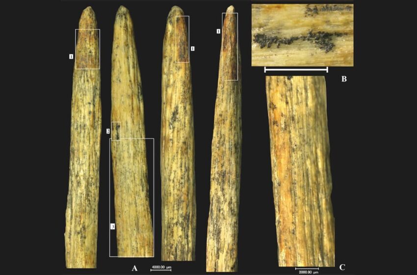  La pointe de la lance osseuse ancienne trouvée en Russie est la plus ancienne d’Europe et fabriquée par les Néandertaliens