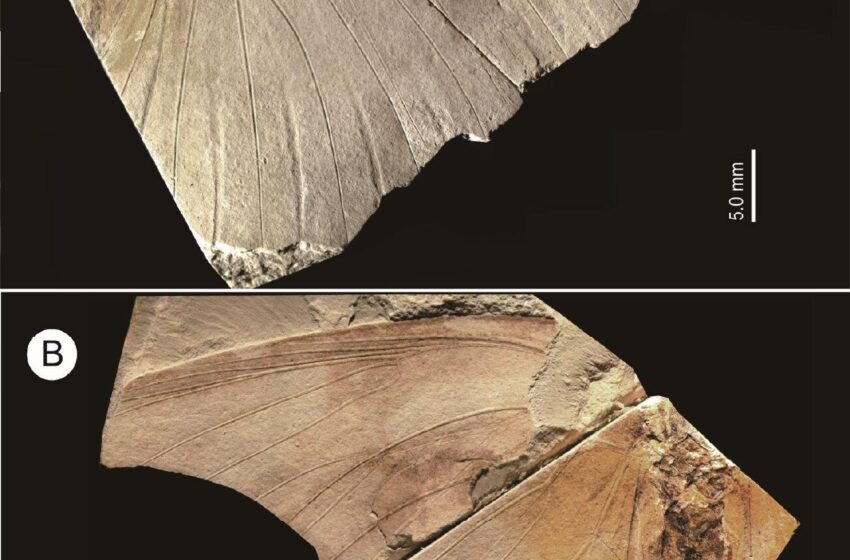 Le fossile non identifié “ extrêmement rare ” assis au musée est une nouvelle espèce éteinte