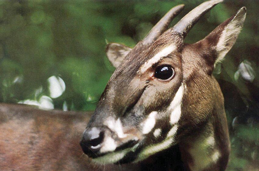  Le génome Saola est cartographié pour la première fois