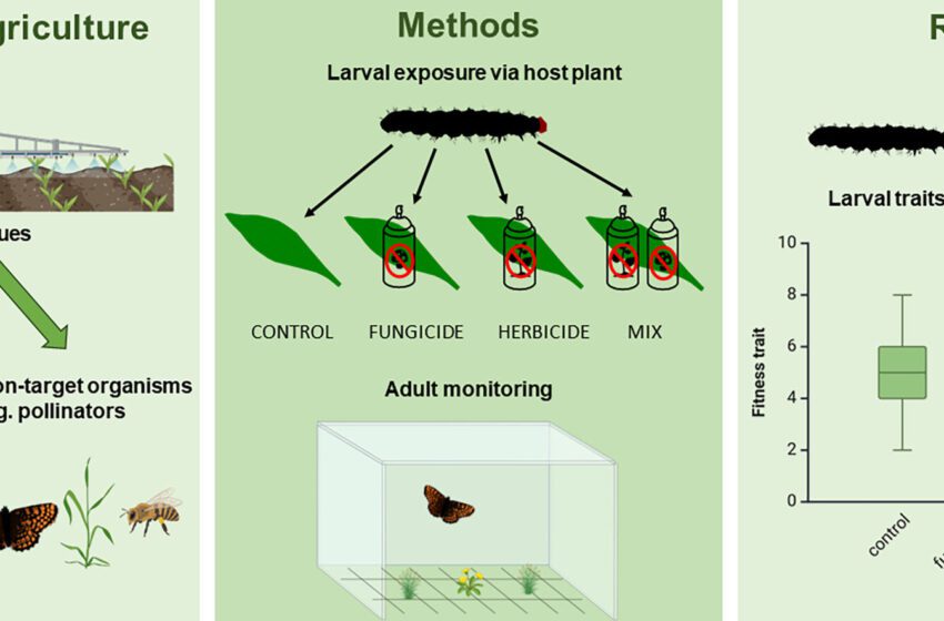  Le mélange de fongicides et d’herbicides modifie la survie des papillons et le succès de la reproduction dans les terres agricoles