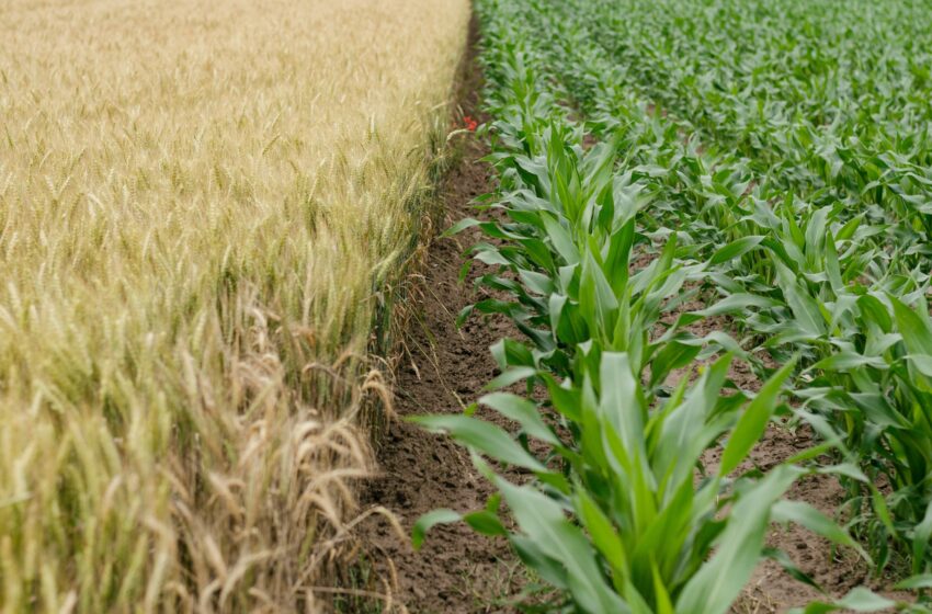  Le rapport suggère que les cultures à l’épreuve des futurs nécessiteront un effort urgent et cohérent