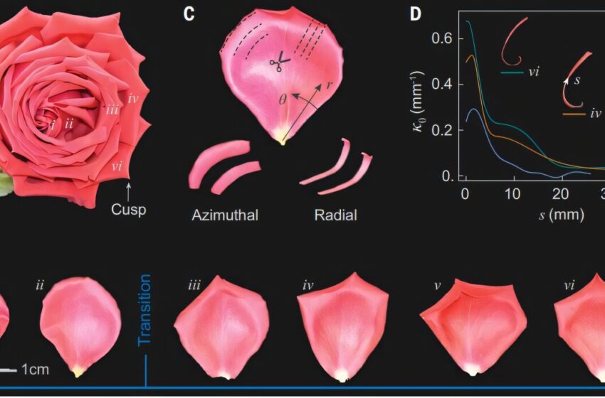  Les physiciens découvrent comment la frustration géométrique façonne la fleur emblématique de la rose