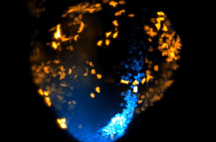  Les scientifiques filment le cœur qui se forme en 3e plus tôt que jamais auparavant