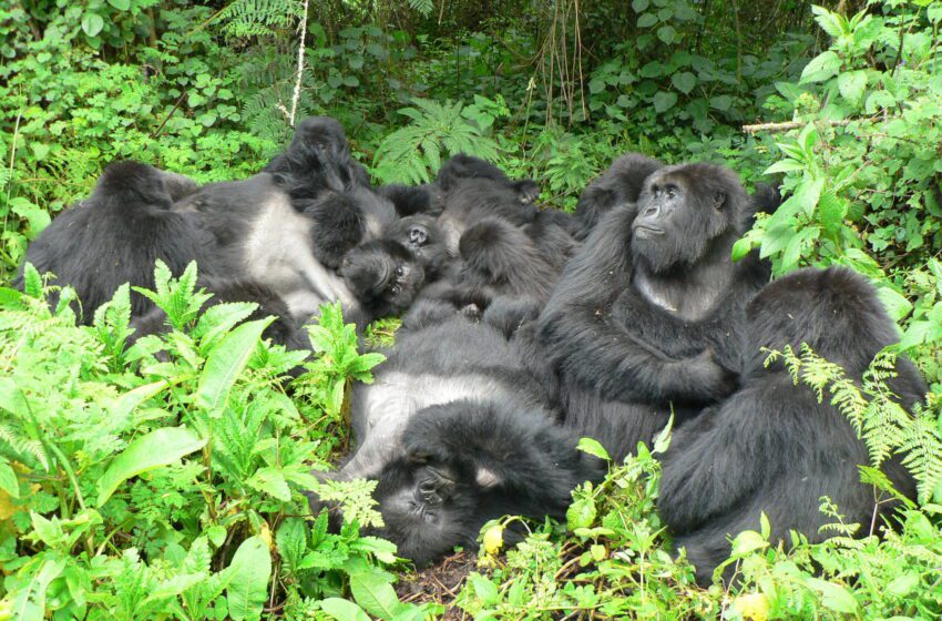  L’étude Gorilla révèle des avantages complexes et des inconvénients de l’amitié