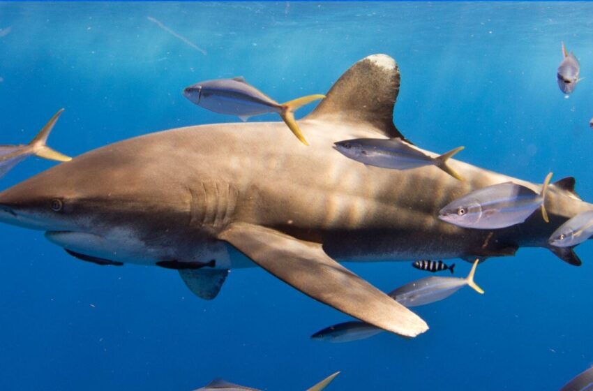  L’observation pourrait aider les scientifiques à mieux comprendre l’écologie des requins