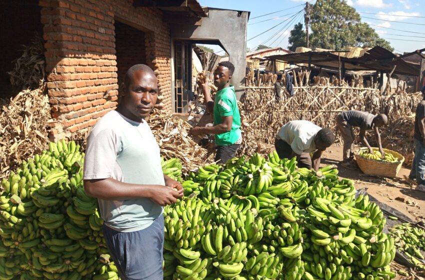  «Nous avons besoin de nos bananes en retour»: les commerçants laissés dans les limbes au milieu du Malawi-Tanzania Spat | News War News