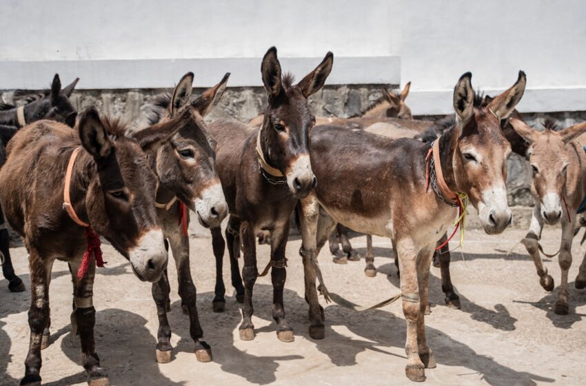  Photos: Une clinique gratuite pour les ânes, vitale pour l’économie de l’Éthiopie | Nouvelles de la pauvreté et du développement