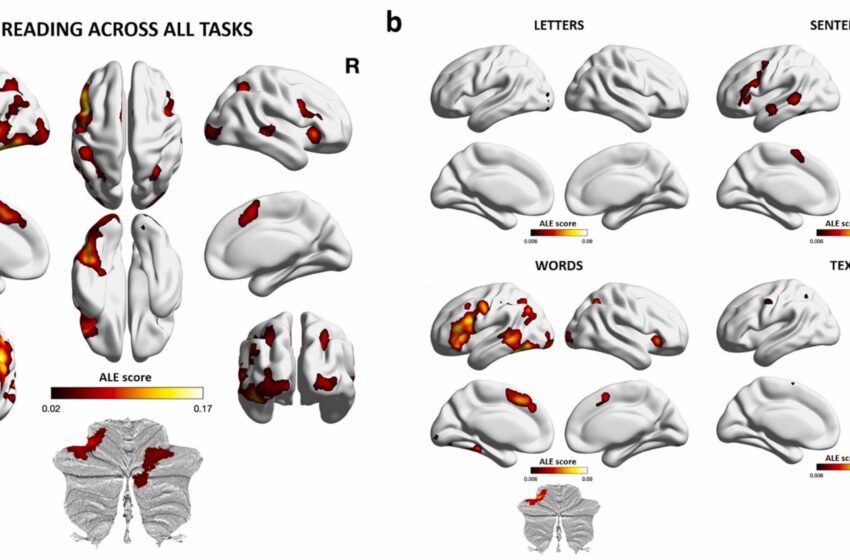  Un regard complet sur ce qui se passe dans le cerveau lorsque nous lisons