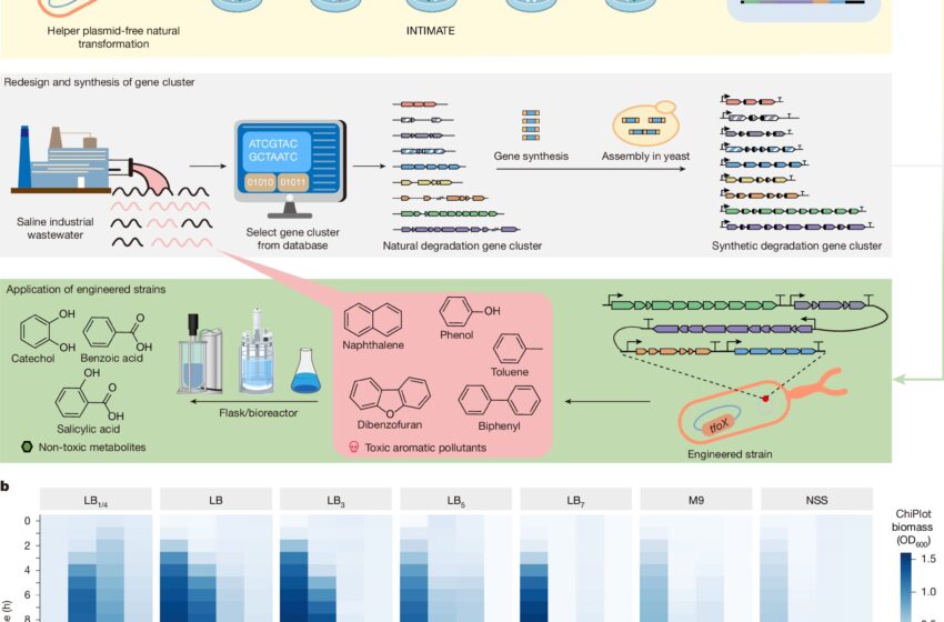  Vibrio Natriegens Strain a augmenté la biorestauration des polluants complexes dans des environnements difficiles