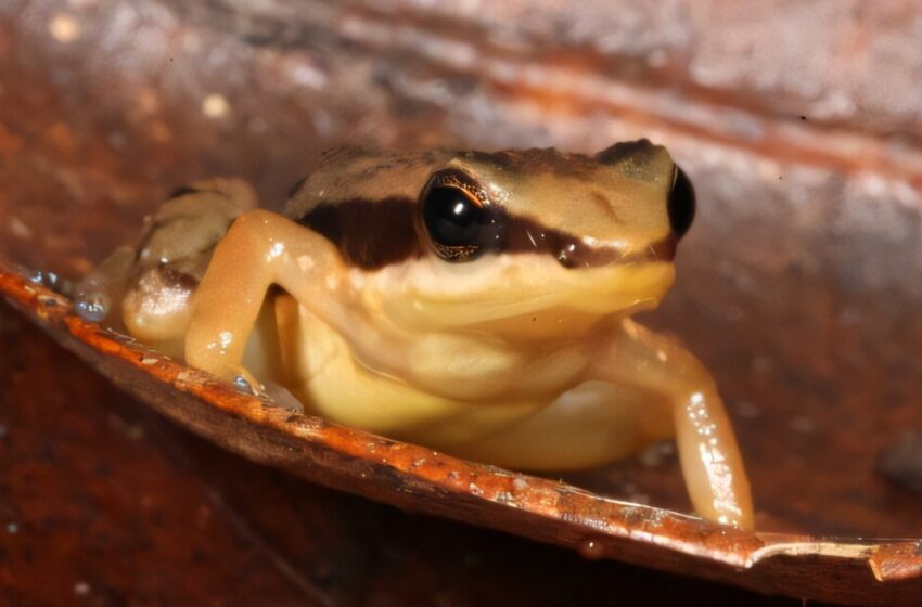  L’ADN de population historique et actuel révèle au moins 12 espèces de grenouilles de fusée, dont trois déjà éteintes