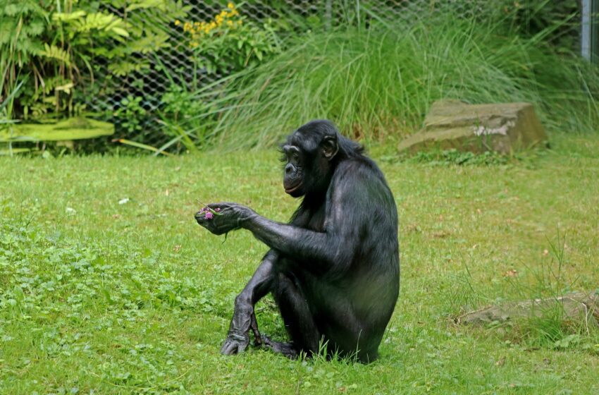  Bonobos peut suivre mentalement plusieurs membres de leur cercle social