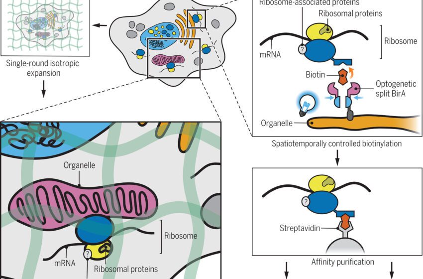  De nouvelles méthodes d’imagerie révèlent que les grappes ribosomes se spécialisent dans la production de protéines