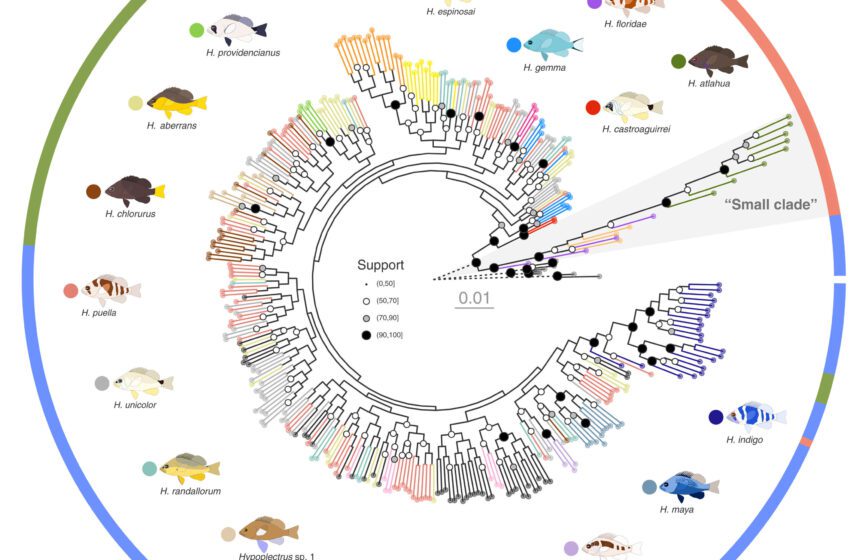  Étude génétique des hameaux des Caraïbes questions définitions traditionnelles des espèces