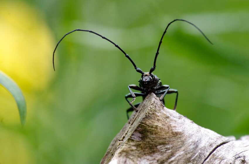  La plupart des espèces connues ont évolué lors des «explosions» de la diversité, montre la première analyse à travers «Tree of Life»