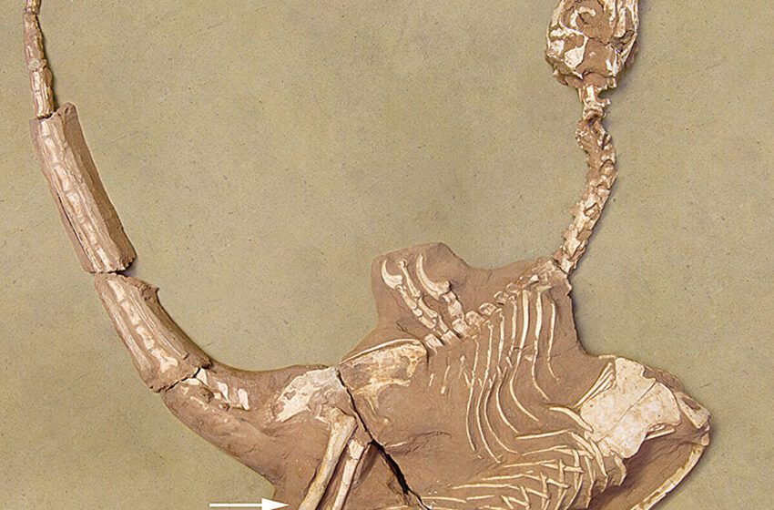  Le fossile Velociraptorine avec des mains inhabituellement fortes suggère un nouveau créneau prédateur