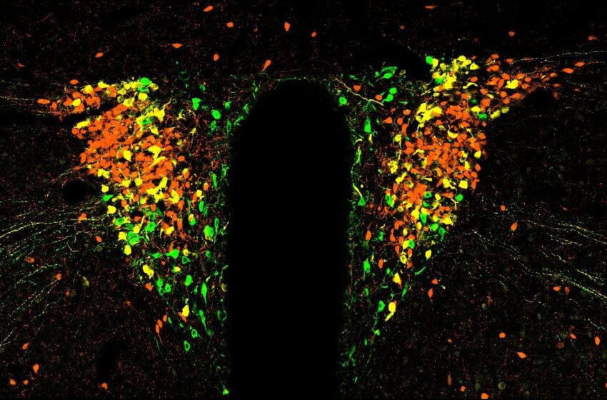  Les cellules du cerveau contrôlant l’interrupteur de stress sur et désactiver dans les cycles horaires