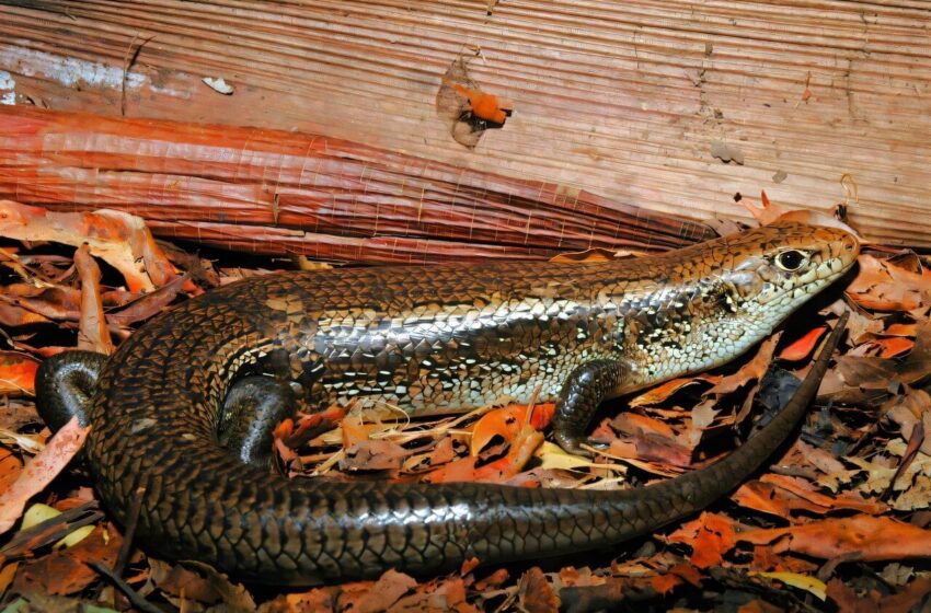  Les scinks australiens évoluent le bouclier moléculaire pour résister au venin de serpent mortel