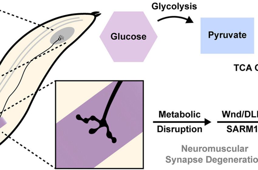 Les signaux métaboliques dans les neurones déterminent si les axones se dégradent ou résistent à la neurodégénérescence, l’étude révèle