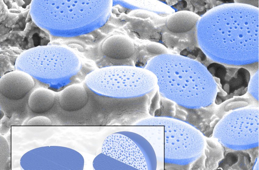 L’étude révèle que des peptides simples peuvent imiter la stratégie de protection des protéines de la nature