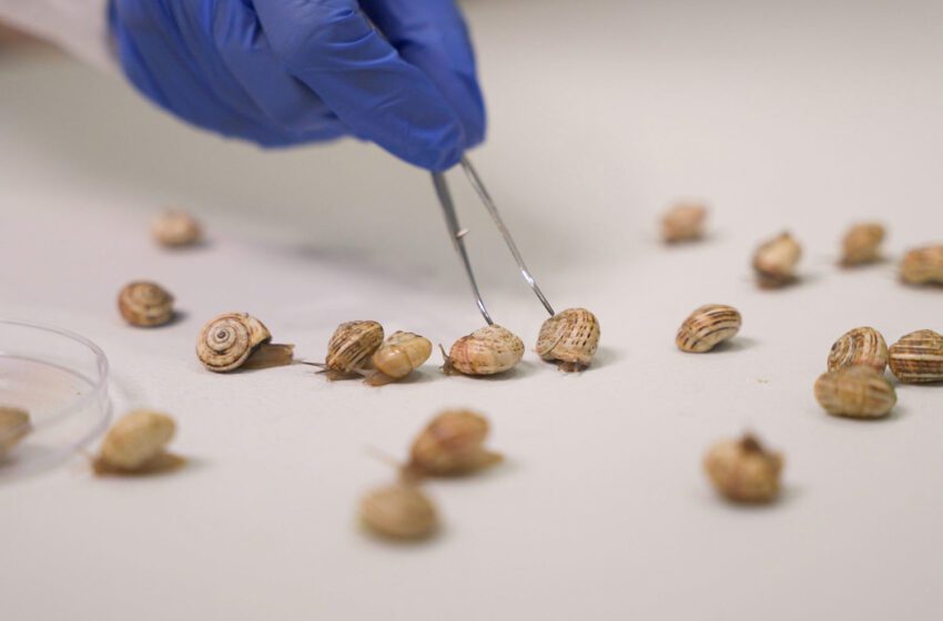  “ Super Snail ” modifie la boue pour combattre les pesticides