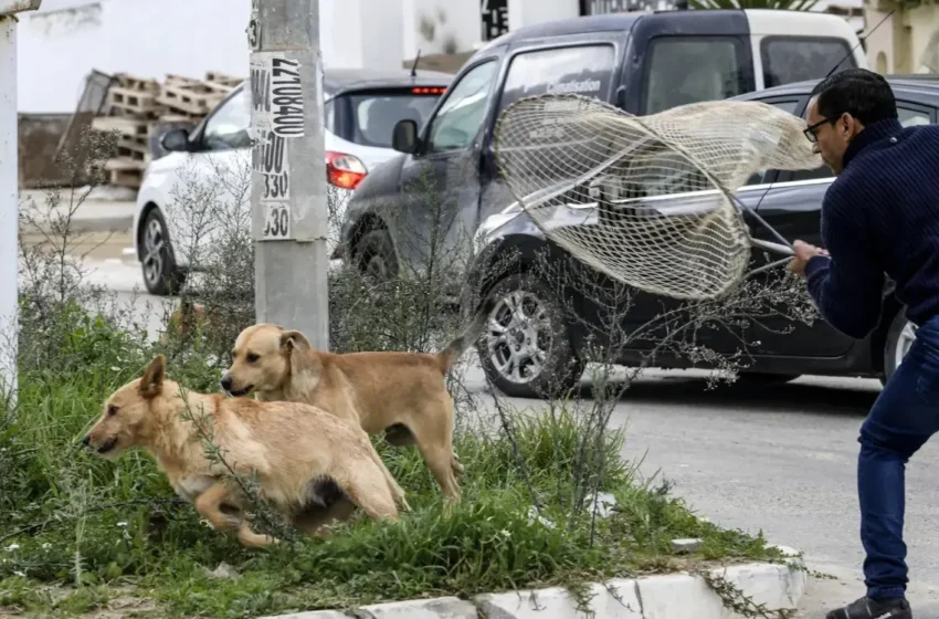  Casablanca: les chiens errants tuent
