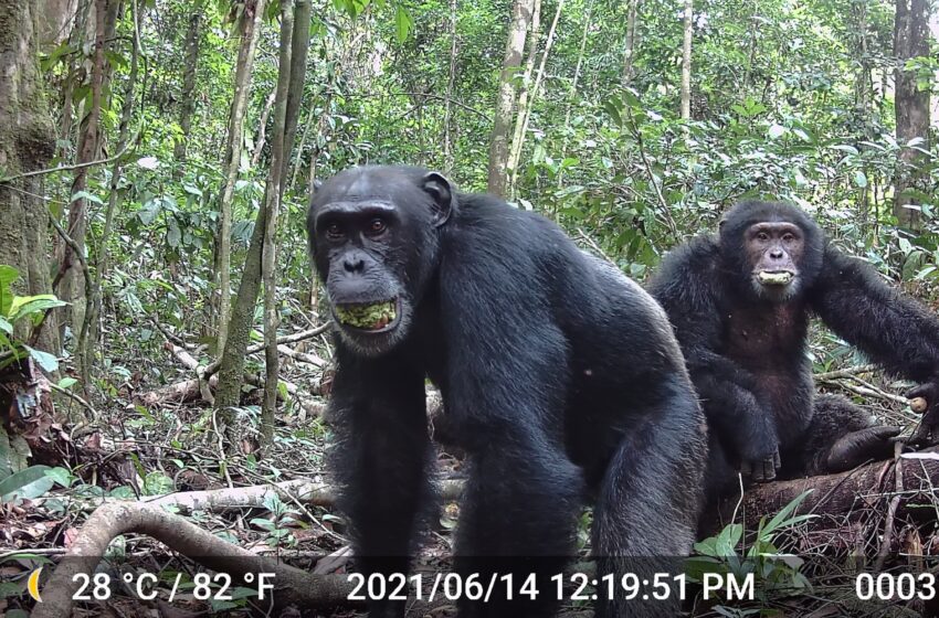  Dans la nature, les chimpanzés ingèrent probablement l’équivalent de plusieurs boissons alcoolisées chaque jour