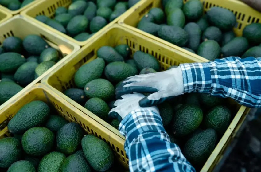  Jusqu’à 60% de pertes dans les avocats