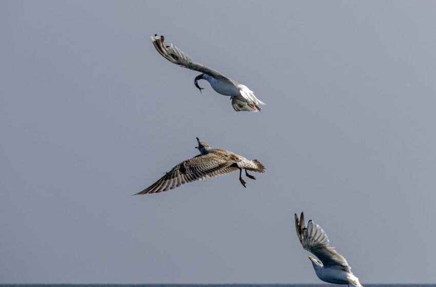  La cartographie des modèles de migration des oiseaux de chanteur peut aider l’énergie offshore à être plus adapté aux oiseaux