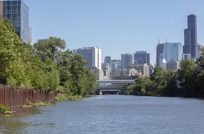  Les populations de poissons de la rivière de Chicago montrent des signes de récupération alors que 24 espèces se reproduisent