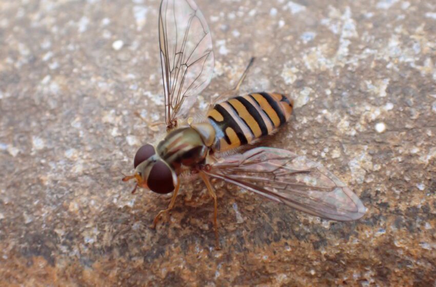  L’étude des plates-formes pétrolières révèle un rôle vital des minuscules hoverflies