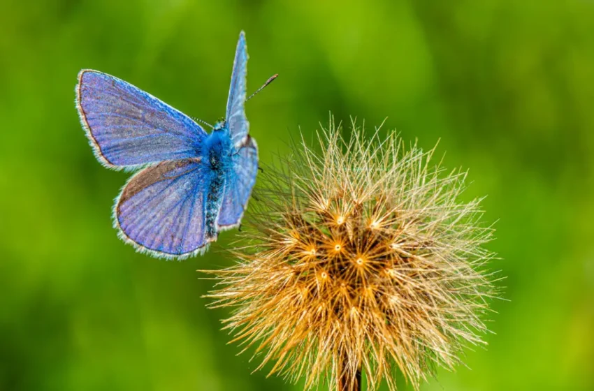  Un papillon marocain (Azure de l’atlas) bat un record du monde