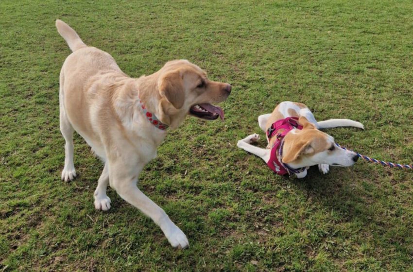  8 000 kilomètres et 4 600 euros pour sauver un chien au Maroc