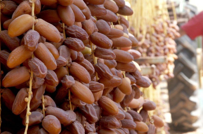  Dattes algériennes vendues comme tunisiennes