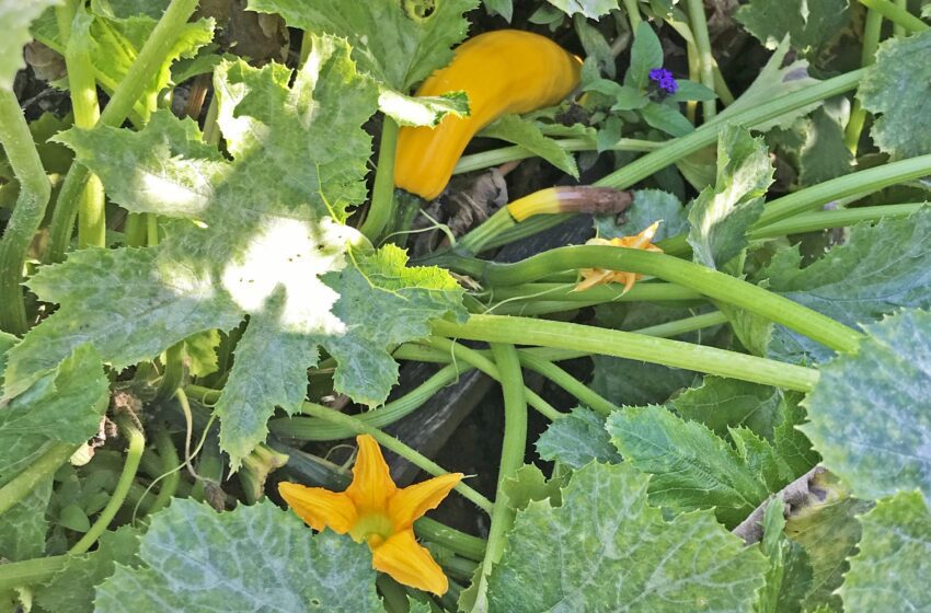  Friandises délicates : pourquoi les citrouilles accumulent des polluants