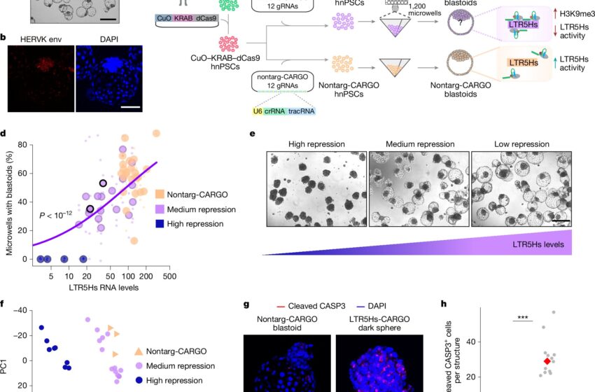  L’ADN viral ancien est essentiel pour le développement de l’embryon humain, montre l’étude