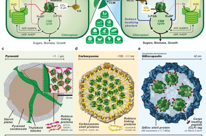  La biologie synthétique pour booster la photosynthèse dans les cultures