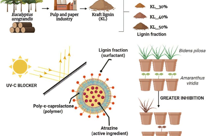  La lignine augmente la stabilité et l’efficacité des nanoparticules d’herbicides, selon une étude