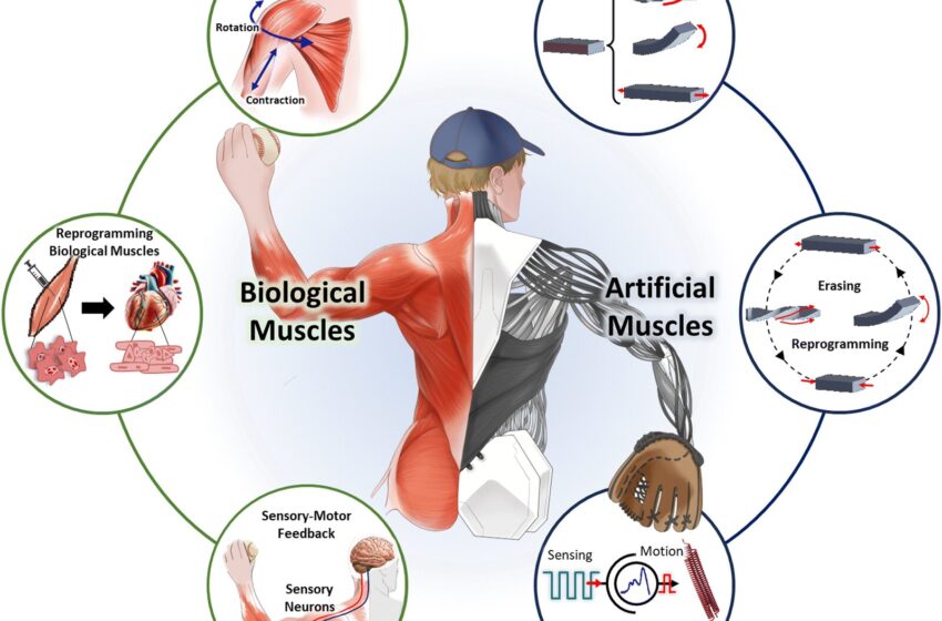  La robotique douce centrée sur l’humain renverse le scénario de “The Terminator”