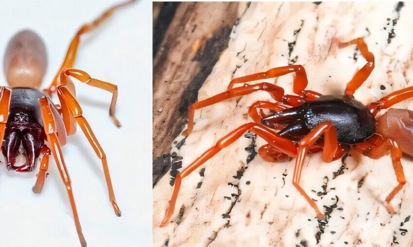  L’araignée insulaire perd la moitié de son génome, défiant les attentes évolutives