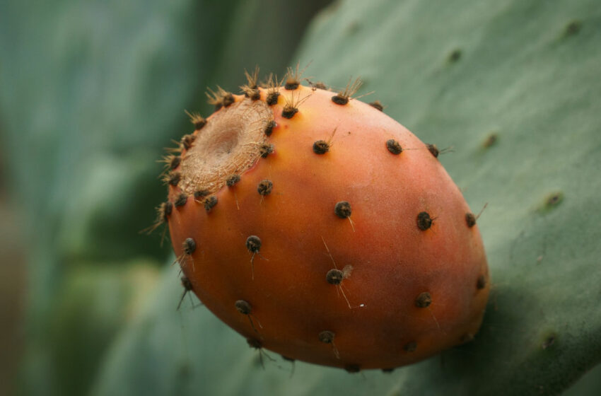  Le Maroc revient dans les exportations mondiales