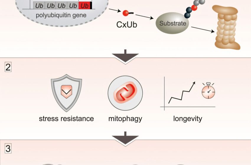  Le précurseur d’ubiquitine négligé favorise la résistance et la longévité des contraintes cellulaires