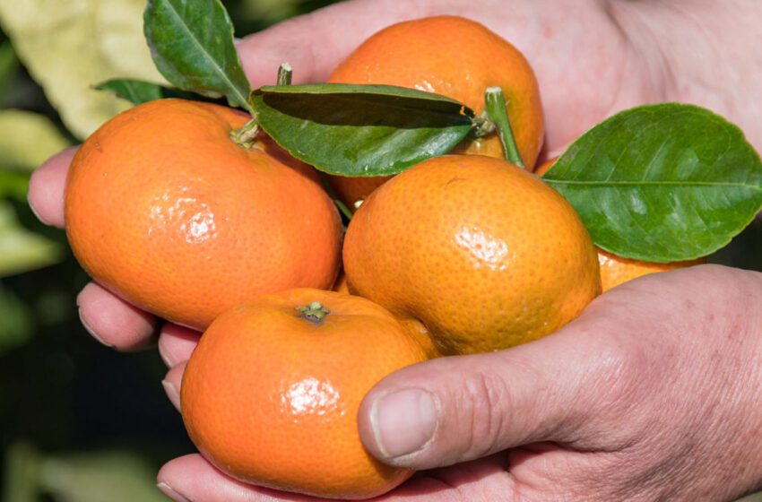  Le secret de la mandarine qui rapporte gros au Maroc