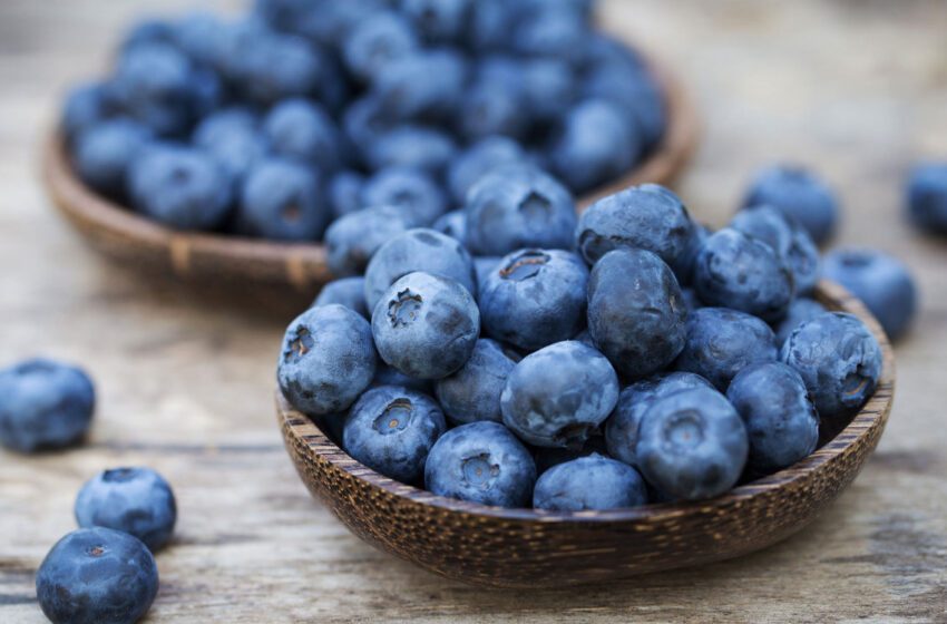  Les Canadiens sont friands de bleuets marocains Les bleuets marocains sont de plus en plus populaires au Canada. Comme preuve…