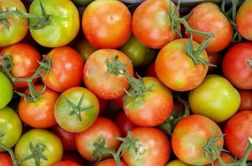  Les tomates marocaines interdites en Russie