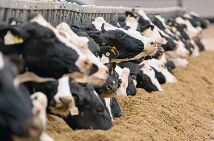  Pourquoi le Maroc bloque l’arrivée de veaux en provenance d’Espagne