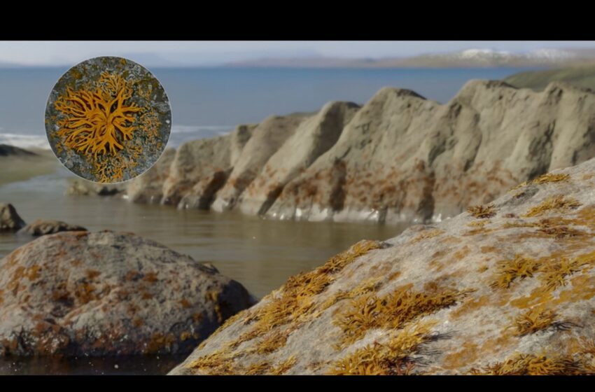  Un lichen fossile de l’ère Dévonienne montre comment l’alliance champignons-algues a ouvert la voie à la vie terrestre