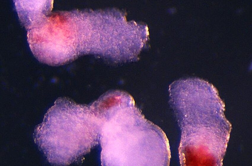  Un nouveau modèle d’embryon humain cultivé en laboratoire produit des cellules sanguines