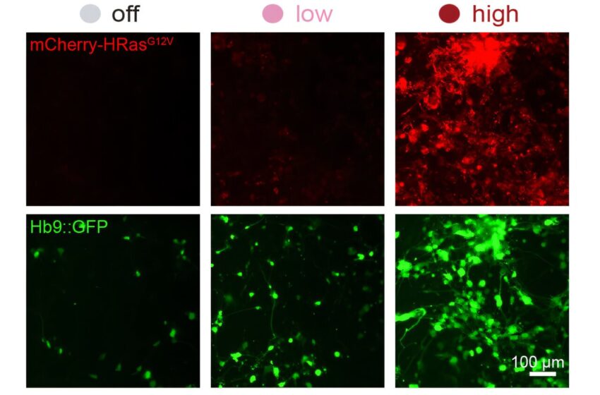  Un nouveau système peut augmenter ou diminuer l’expression des gènes synthétiques