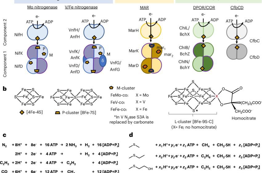  Une ancienne structure enzymatique révèle une nouvelle voie vers une production durable d’éthylène