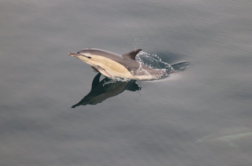  Une étude révèle un déclin de la durée de vie des dauphins de l’Atlantique Nord et une croissance démographique